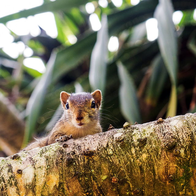 Chipmunks, Wadduwa, Sri Lanka﻿