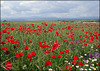 Poppies. Algete, Spain, May 2016.