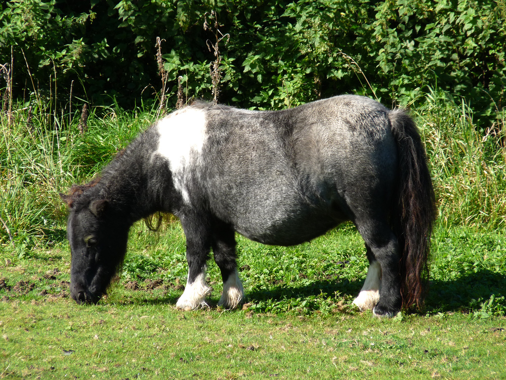 Shetland Pony