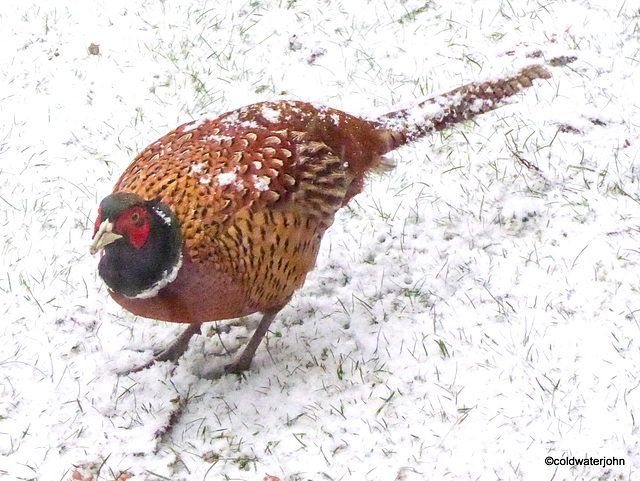 Anyone for cold pheasant?