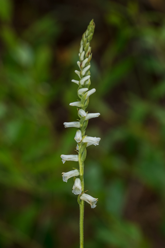 Spiranthes praecox (Grass-leaved Ladies'-tresses orchid)