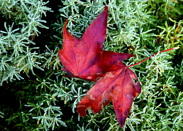 Wind Blown Autumn Leaves.