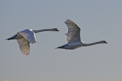 Flying swans