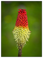 Red Hot Poker