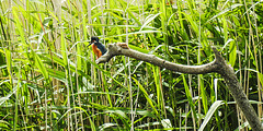 20190613 5161CPw [R~GB] Eisvogel, Schilf (Phragmites australis), Wales