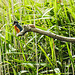 20190613 5161CPw [R~GB] Eisvogel, Schilf (Phragmites australis), Wales