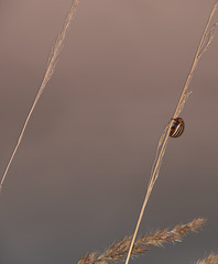 Mystic Climber