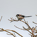 Long tailed tit