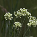 Heart-leaf Buckwheat