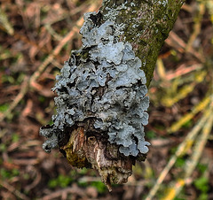 20200315 6859CPw [D~MI] Schüsselflechte (Parmelia sulcata), Sielpark, Bad Oeynhausen