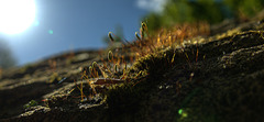 Little Mossy Landscape