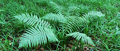 Athyrium filix-femina