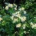 White Wood Aster (Eurybia divaricata)