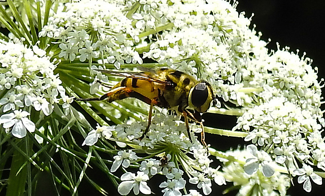 20210727 2073CPw [D~LIP] Totenkopf-Schwebfliege (Myathropa florea), Möhre (Daucus carota), Bad Salzuflen