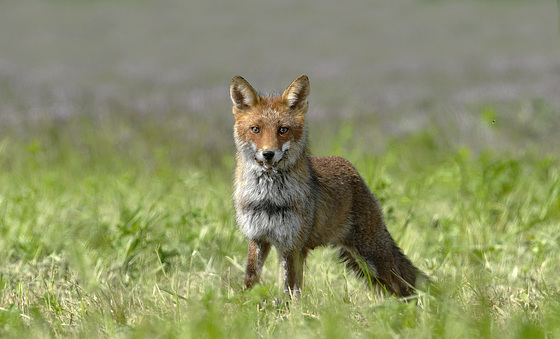 Renarde revenant de la chasse