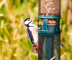 Great spotted woodpecker