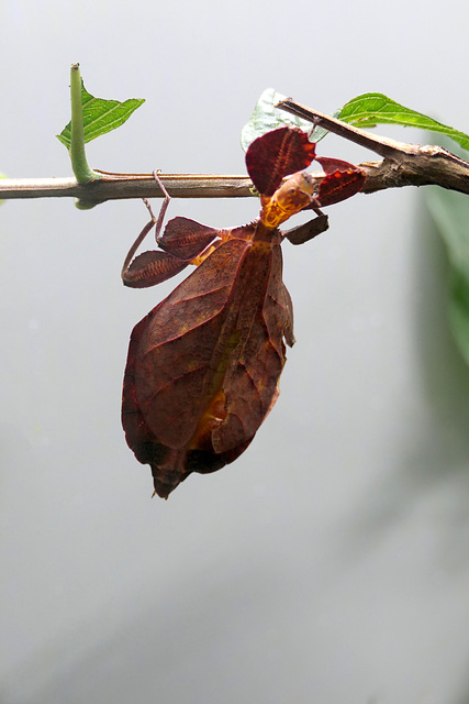 Leaf insect