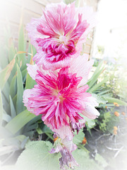 Double Hollyhock