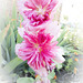 Double Hollyhock