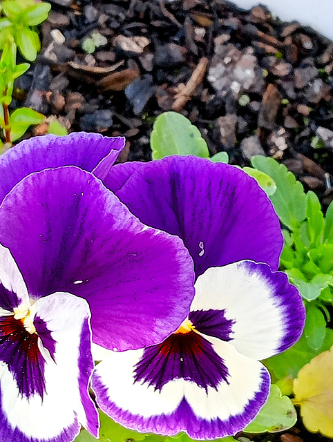 My First Two Pansies.