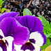 My First Two Pansies.