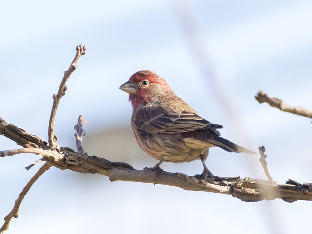 Male House Finch