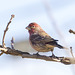 Male House Finch