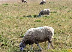 2015-07-31 118 100-a UK, Boulogne-sur-Mer