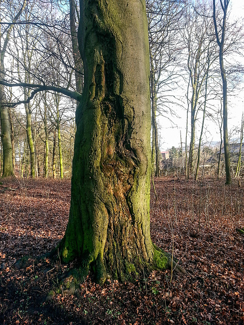 20150304 7020Hw [D~SHG] Buche, Wesergebirge, Rinteln