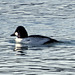 Golden eye, diving duck, male (Bucephala)/(no German name)