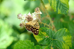 Speckled Wood Butterfly