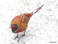 Anyone for cold pheasant?