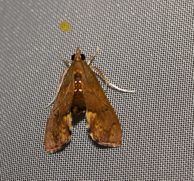 MothIMG_2941