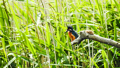 20190613 5162CPw [R~GB] Eisvogel, Schilf (Phragmites australis), Wales