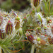 Daucus Carota