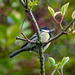 Great tit