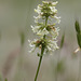 Hot-rock Penstemon