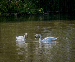Burton swans