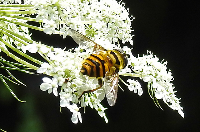 20210727 2074CPw [D~LIP] Totenkopf-Schwebfliege (Myathropa florea), Möhre (Daucus carota), Bad Salzuflen