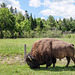 fence, barrier erected to confine animals, he just can't read