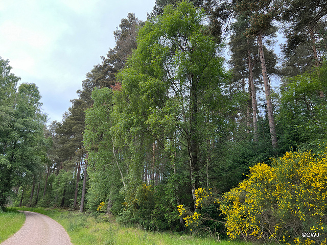 90 year old trees