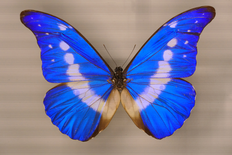 Blue Butterfly (Explored)