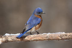 merlebleu de l'est / eastern bluebird