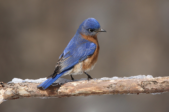 merlebleu de l'est / eastern bluebird