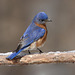 merlebleu de l'est / eastern bluebird