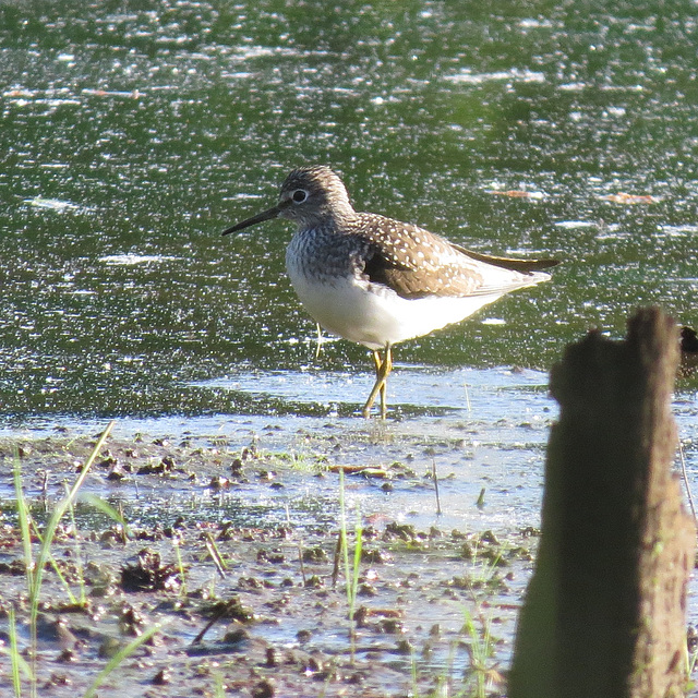 Solitary sandpiper