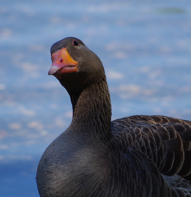 parc des oiseaux - Villars les Dombes