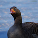 parc des oiseaux - Villars les Dombes