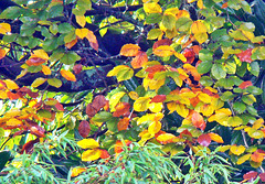 Kaleidoscope of Leaves.