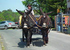 Fête de l'âne de Marsaneix (24)